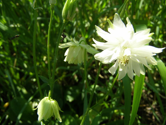 P5210600 - de gradina