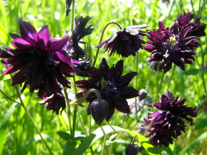 P5210601 - de gradina