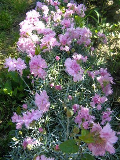 P5210608 - de gradina