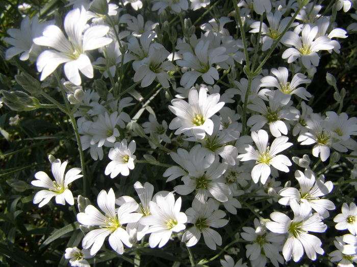 P5210611 - de gradina