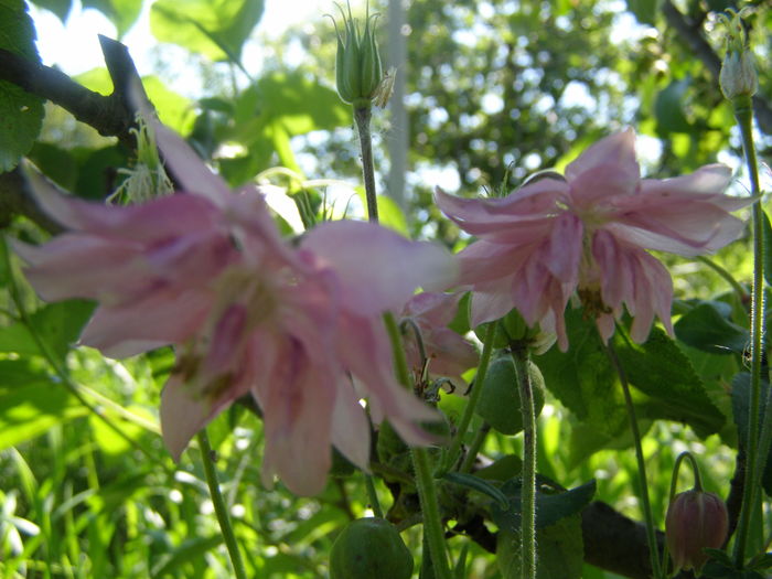 P5210615 - de gradina