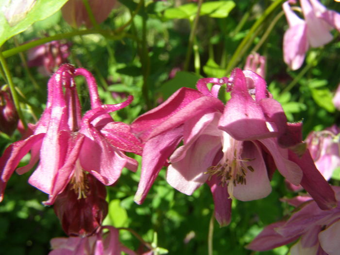 P5210617 - de gradina