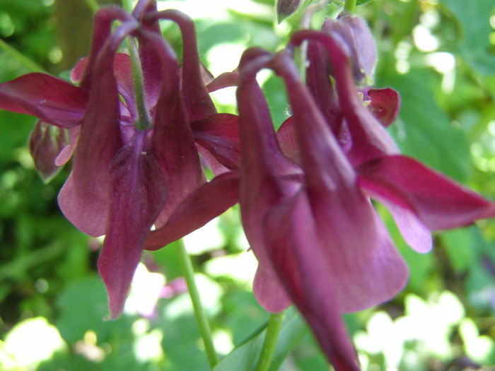 P5210626 - de gradina