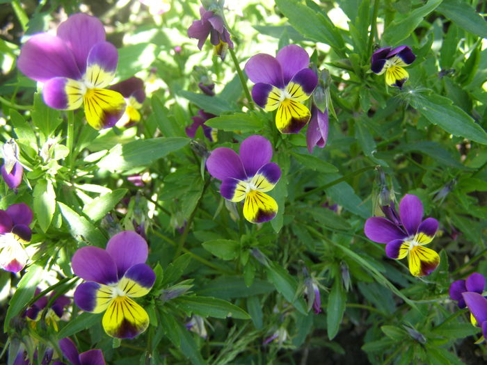 P5210655 - de gradina