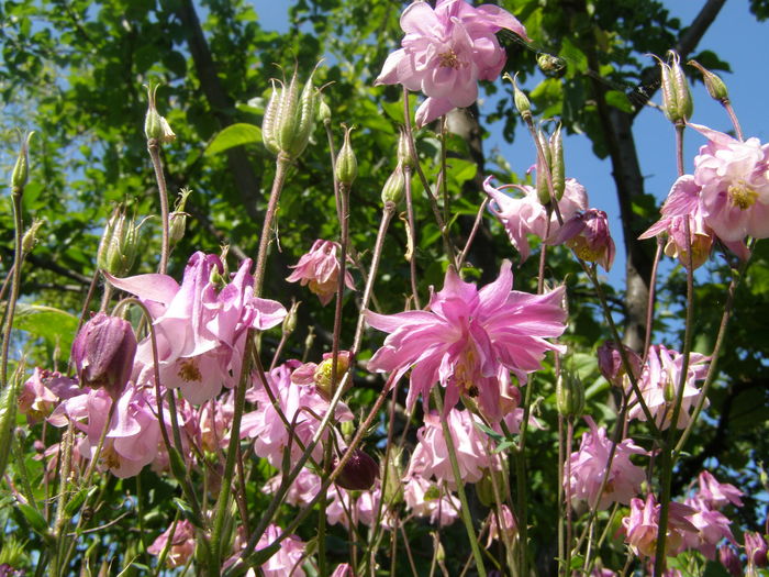 P5210665 - de gradina