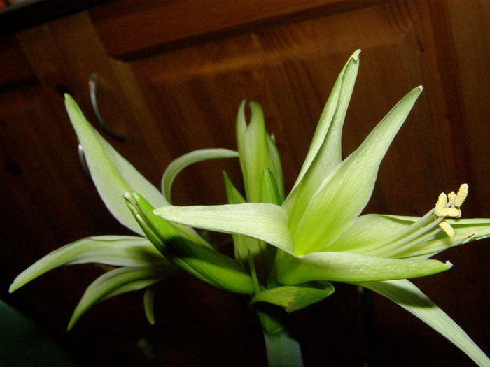 Amaryllis Evergreen - Crini - infloriri
