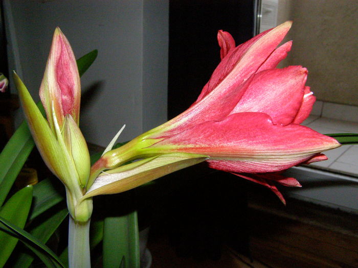 Amaryllis Lady Jane - Crini - infloriri