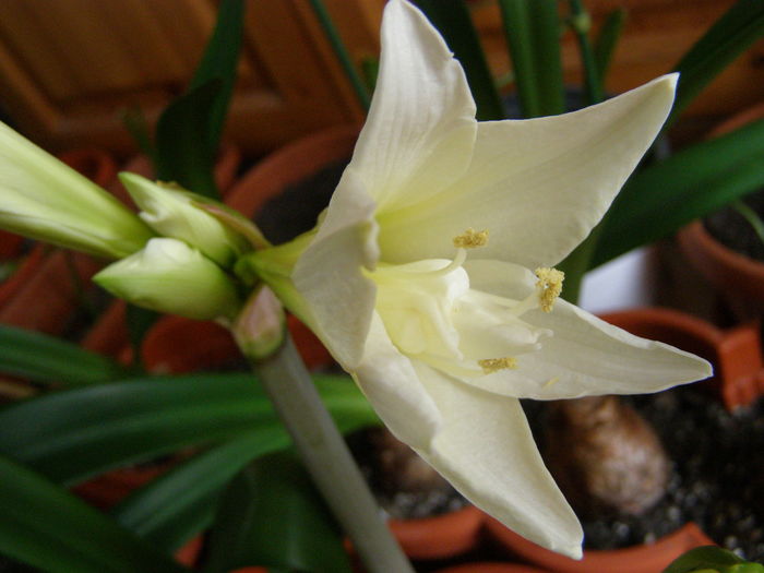 Amaryllis Jewel (parfumat)