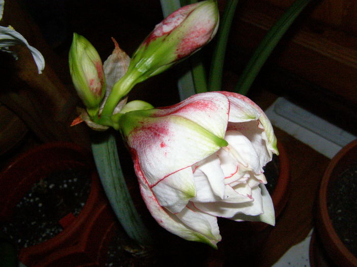 Amaryllis Elvas - Crini - infloriri