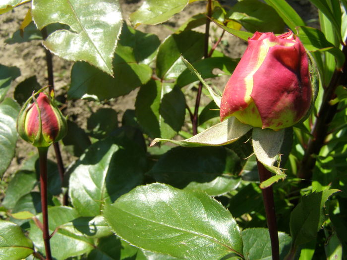 P5210671 - Trandafiri - infloriri