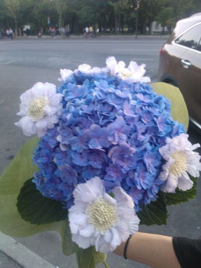 Hortensia blue