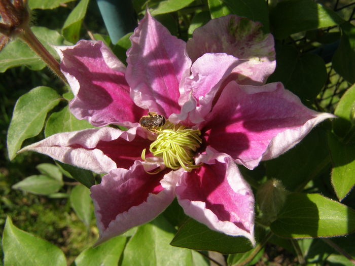 P5210605 - de gradina