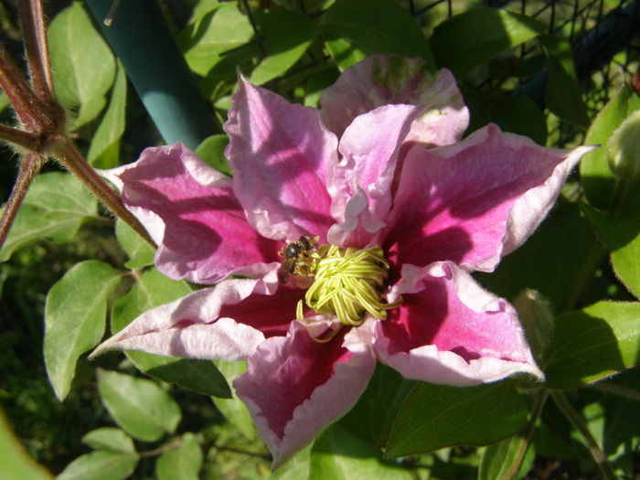 P5210606 - de gradina