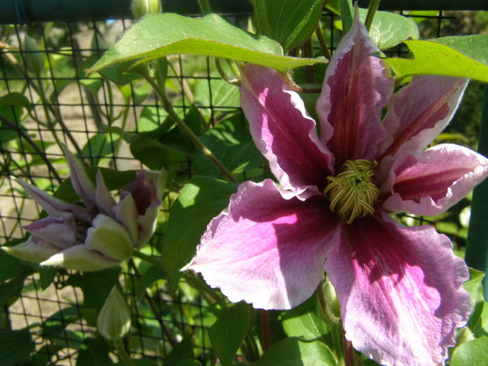 P5210612 - de gradina