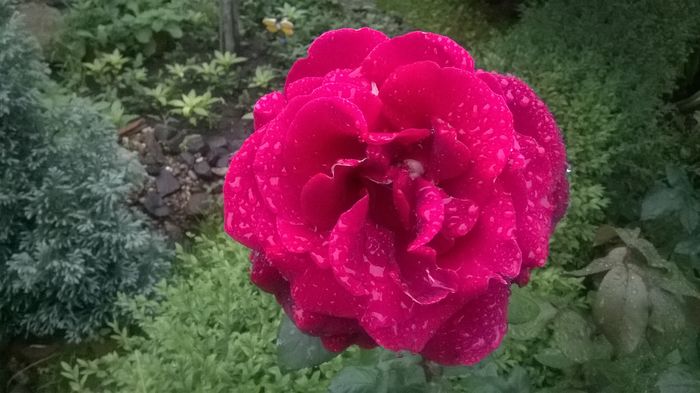 WP_20160525_003