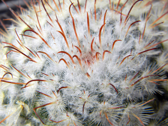 Mammillaria bombycina - Genul Mammillaria