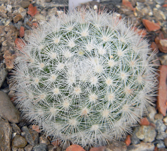 Mammillaria candida - Genul Mammillaria