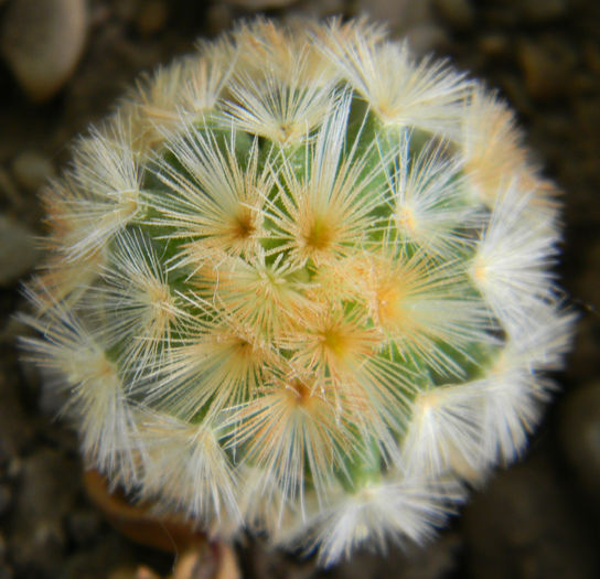 Mammillaria carmenae
