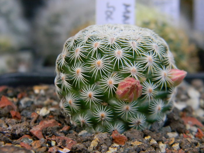 Mammillaria solisioides