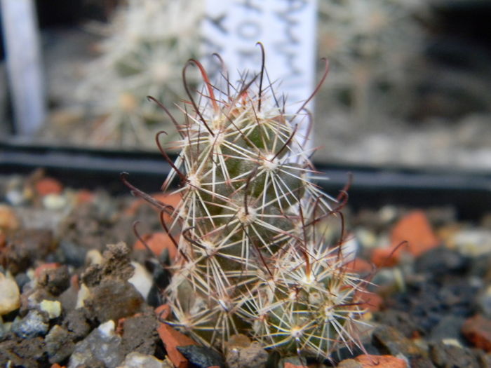 Mammillaria thornberi ssp. yaquensis