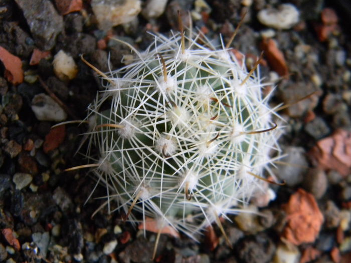 Mammillaria boolii