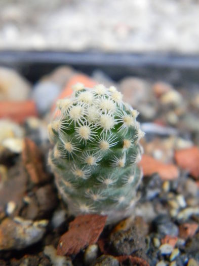 Pediocactus knowltonii - Genul Pediocactus