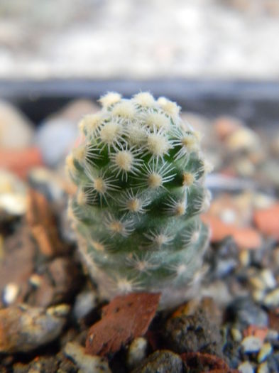 Pediocactus knowltonii - Genul Pediocactus