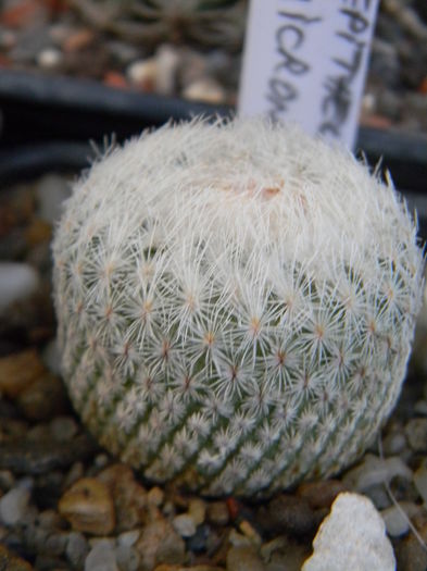 Epithelantha micromeris - Genul Epithelantha