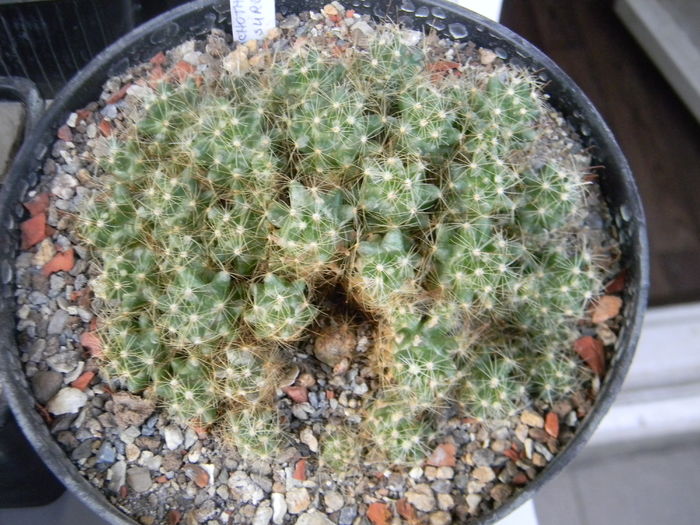 DSCN6392 - Genul Mammillaria