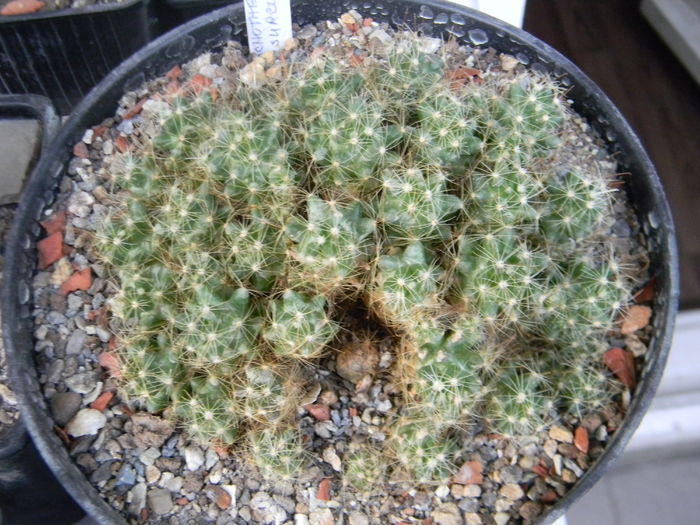 DSCN6393 - Genul Mammillaria