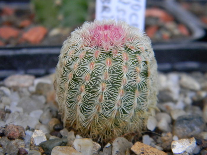 DSCN6397 - Genul Echinocereus