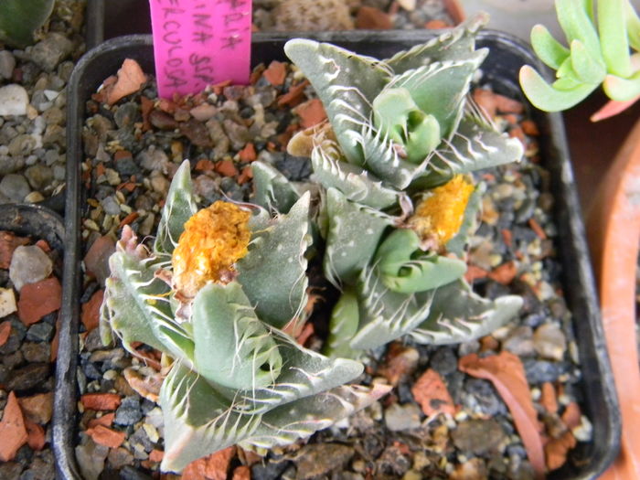 Faucaria felina ssp. tuberculosa