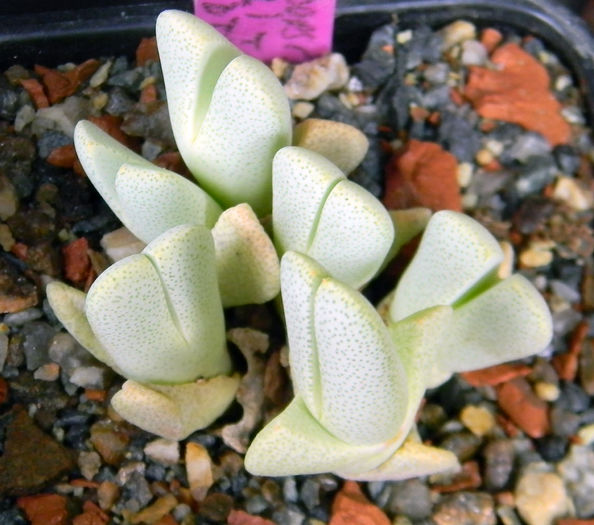Cheiridopsis caroli-schmidtii - 03 - Alte plante suculente - 2016