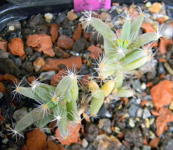 Trichodiadema densum - 03 - Alte plante suculente - 2016