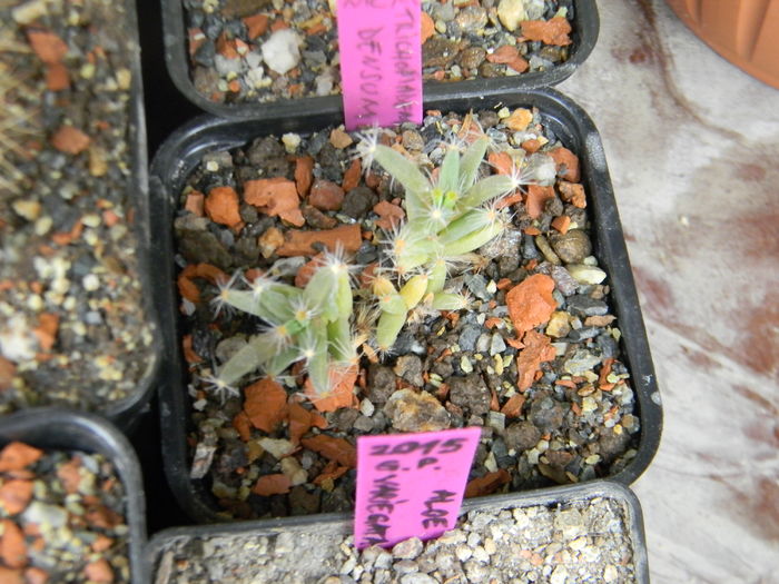 Trichodiadema densum - 03 - Alte plante suculente - 2016