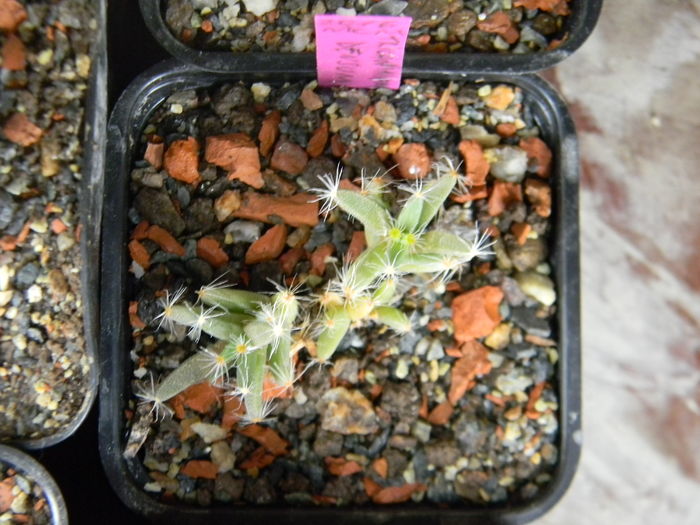 Trichodiadema densum - 03 - Alte plante suculente - 2016