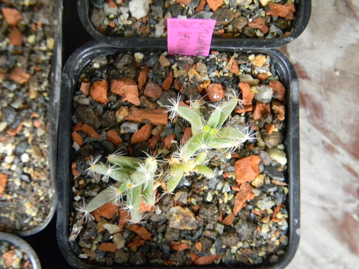 Trichodiadema densum