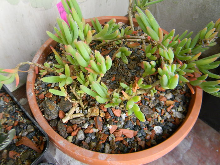 Delosperma cooperi - 03 - Alte plante suculente - 2016