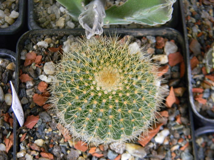 Notocactus claviceps - Genul Notocactus-Parodia