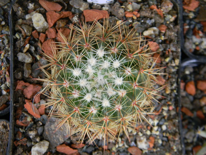 Notocactus roseoluteus