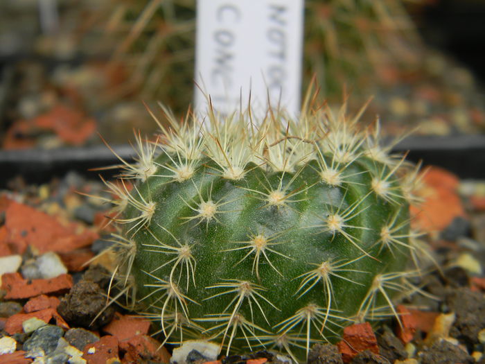 DSCN6439 - Genul Notocactus-Parodia