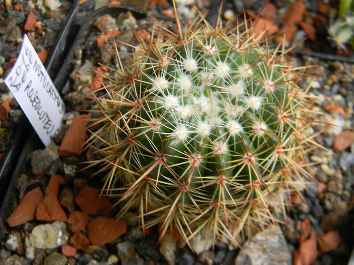 DSCN6440 - Genul Notocactus-Parodia