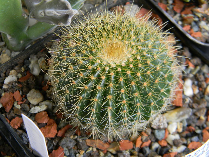 DSCN6441 - Genul Notocactus-Parodia