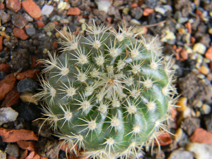 Notocactus concinnus - Genul Notocactus-Parodia