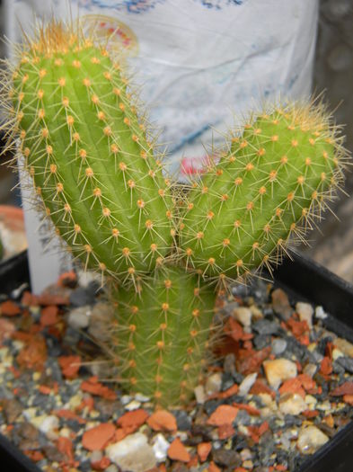 Cleistocactus winteri