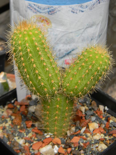 Cleistocactus winteri - Genul Cleistocactus