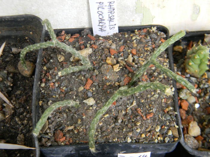 Rhipsalis pilocarpa