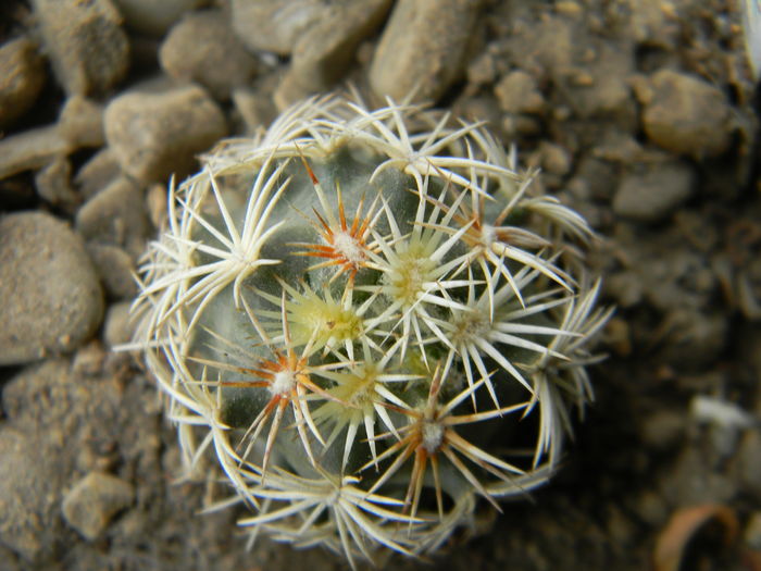 DSCN6452 - Genul Coryphantha