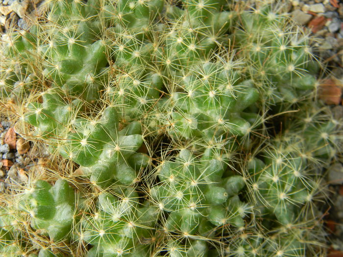 DSCN6455 - Genul Mammillaria