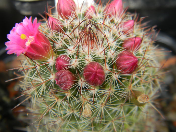 DSCN6464 - Genul Mammillaria